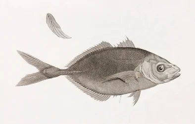 Caranx Lune, close-up