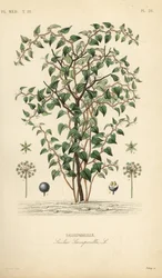 Katbraam of kattenbraam, Smilax glauca, Smilax sarsaparilla, Handgekleurde staalgravure door Debray naar een botanische illustratie door Edouard Maubert uit Pierre Oscar Reveil, A