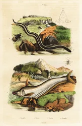 Meerval, dwergsirene, wesp en kever