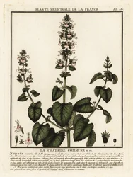 Kattenkruid, Nepeta cataria