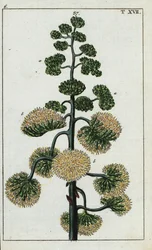 Eeuwplant, Agave americana