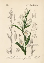 Cephalanthere heeft epe of langbladig - Zwaardbladige helleborine, Cephalanthera longifolia (Cephalanthera pallens). Handgekleurde lithografie uit Diederich von Schlechtendal