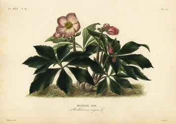 Kerstroos of zwarte nieskruid, Helleborus niger, zwarte nieskruid