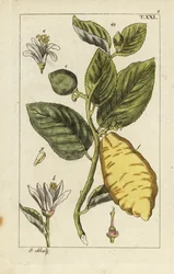 Citroen met fruit, bladeren en bloemen, Citrus medica