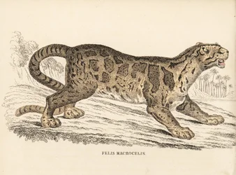 Nevelpanter, Neofelis nebulosa (Felis macrocelis). Kwetsbaar. Handgekleurde staalgravure uit Georg Friedrich Treitschke