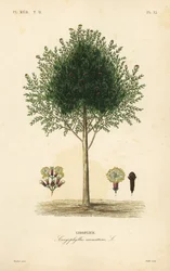 Kruidnagelboom