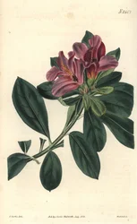 Tros paarse bloemen van een Indiase azalea. Illustratie door C. Curtis, gravure door Weddell. Kleurengraveerwerk in The Curtis Botanical Magazine, door Samuel Curtis