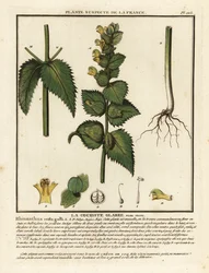 Kleine ratelaar, Rhinanthus crista-galli.