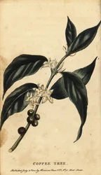 Koffieboom, Coffea arabica, 1800 (gravure)