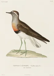 Kraagplevier, Falklandeilanden