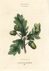 Gewone Britse eik, Quercus robur. Handgekleurde koperplaat gravure naar een illustratie van Richard Duppa uit zijn The Clours and Orders of the Linnaean System of Botany, Longman, Hurst, Londen
