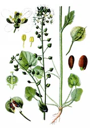 Gewone lepelblad, Cochlearia officinalis