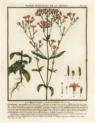 Gewone duizendguldenkruid, Centaurium erythraea