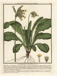 Gulden sleutelbloem, Primula veris