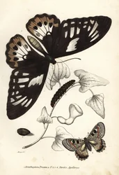 Gewone groene vogelvleugel, Ornithoptera priamus, vlinder, rups en pop, en valse Apollo, Archon apollinus (Doritis apollinus). Handgekleurde lithografie uit Georg Friedrich Treitschke