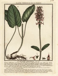 Gewone andoorn, Stachys officinalis