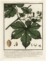 Hop, Humulus lupulus