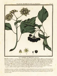 Klimop, Hedera helix