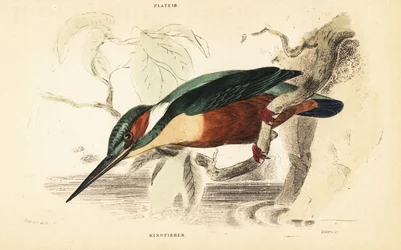 IJsvogel, Alcedo atthis