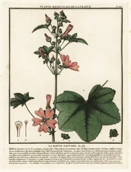 Kaasjeskruid, Malva sylvestris