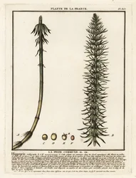 Gewone paardenstaart, Hippuris vulgaris