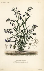 Gewone vleugeltjesbloem, Polygala vulgaris