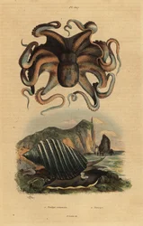 Gewone octopus, Octopus vulgaris 1, en zeeslak, Dicathais orbita 2