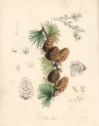 Gewone of Europese lariks - Witte lariksboom, Larix decidua (Larix europaea), blad, tak en dennenappel. Handgekleurde zinkografie door C. Chabot getekend door Miss M. A. Burnett uit haar Plantae Utiliores: or Illustrations of Useful Plants, Whittaker, Lond