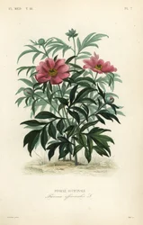 Gewone pioenroos of tuinpioen, Paeonia officinalis, Pivoine officinale