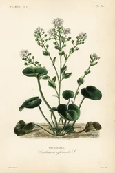 Scheurbuikgras