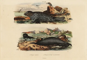 Gewone zeehond, Phoca vitulina en noordelijke zeeolifant, Mirounga angustirostris