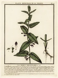 Gewone helmkruid, Scutellaria galericulata