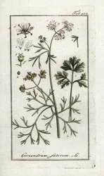 Koriander (Coriandrum sativum). Lithografie uit 