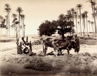 Graanoogst in Egypte