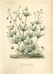 Koren spurrie, Spergula arvensis, Spergule des champs
