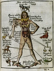 Kosmografie 16e eeuw: de zodiakale man