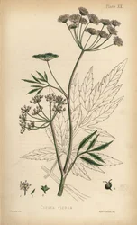 Waterscheerling of waterscheerling, Cicuta virosa. Handgekleurde lithografie door Henry Sowerby uit Edward Hamilton