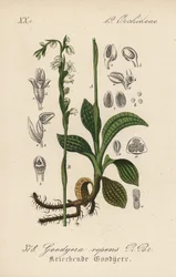 Kruipende Goodyere - Kruipende vrouwentranen, Goodyera repens. Handgekleurde lithografie uit Diederich von Schlechtendal