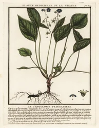 Kruipende navelkruid, Omphalodes verna