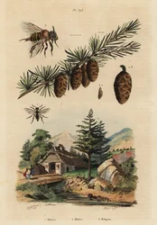 Koekoeksbij, Melecta albifrons, Europese lariks, Larix decidua, en steekloze melipona honingbij, Melipona favosa