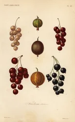 Bessen en bessen, fruits en baies