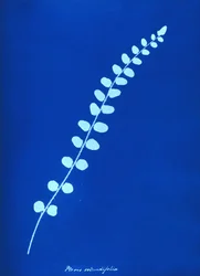 Cyanotype van Britse varen