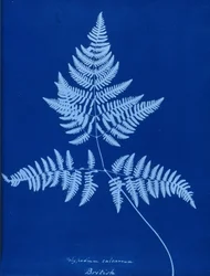 Cyanotype van Polypodium calcareum
