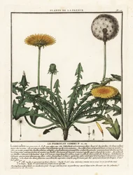 Paardenbloem, Taraxacum campylodes