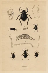 Zwartkevers, Pimelia soorten