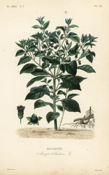 Wolfskers, Atropa belladonna, Belladone