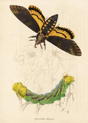 Doodshoofdvlinder, Acherontia atropos. Handgekleurde staalgravure uit Georg Friedrich Treitschke
