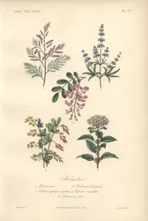 Decoratieve botanische prent met tamarinde, sprinkhaanboom, kuisboom, berberis en viburnum