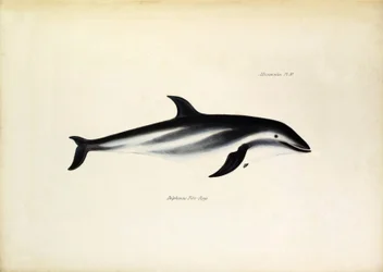 Delphinus Fitz-Royi, zwarte dolfijn of Fitzroy, genoemd naar kapitein Robert Fitzroy van de Beagle. Plaat uit “De zoölogie van de reis van de H.M.S. Beagle”, beschreven door John Gould, met opmerkingen over hun gewoonten door Charles Darwin
