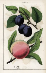 Beschrijving van fruit: blauwe pruim (quetsche) en perzik
